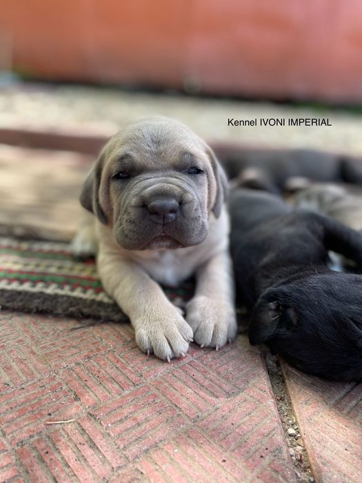 ЕЛИТНИ Кане Корсо