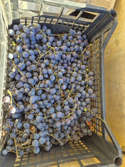 Struguri vin "Americana"