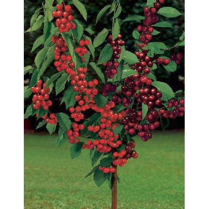 Pomi Fructiferi Duo ( VISIN )