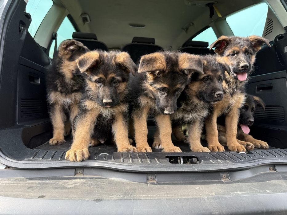 Немски овчарки с родословие