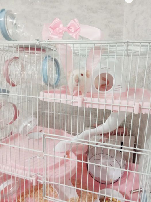 Отдам крысу Дамбо