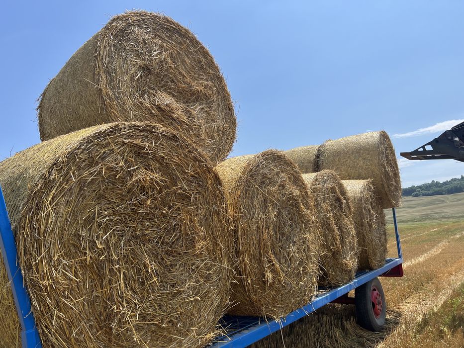 Baloti paie grau 250 kg