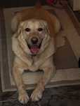 Adoptie Labrador