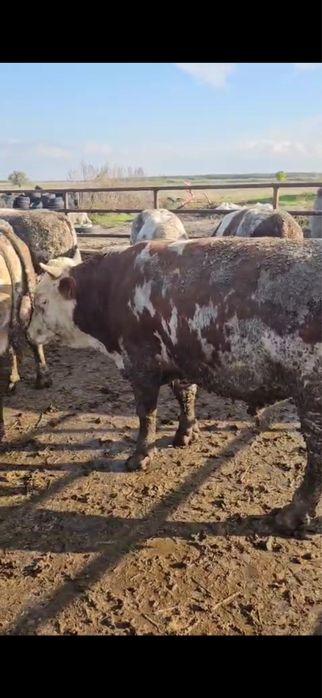 Disponibili in stoc 80 de vitei