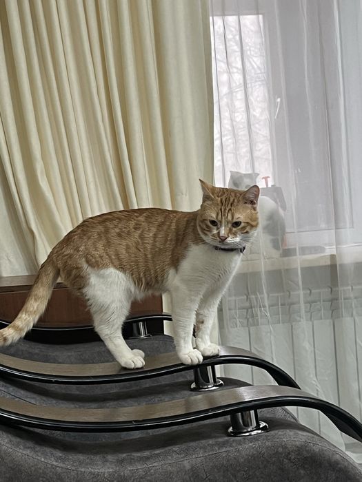 Отдам кота в добрые руки