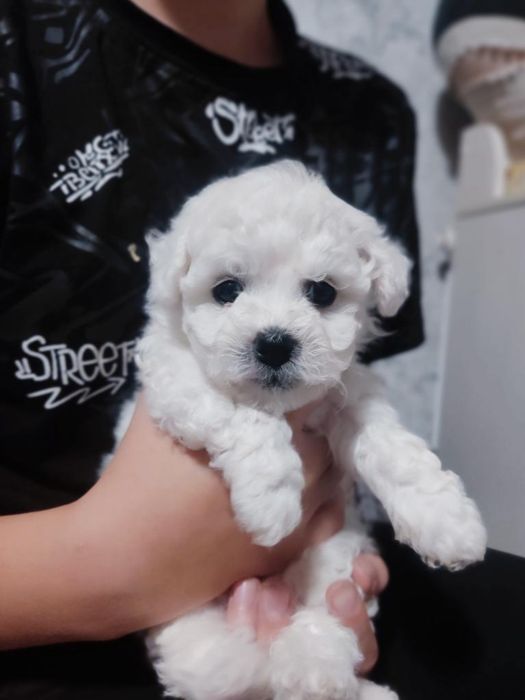 Продаётся Девочка Бишон Фризе