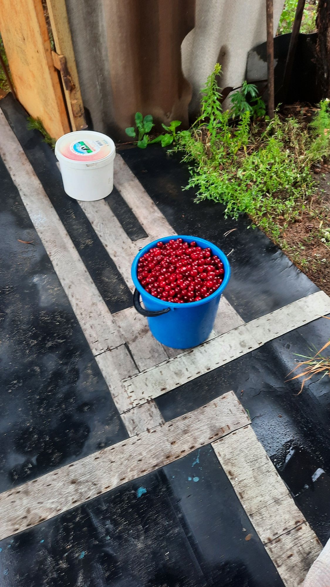 Продам вишню со своего огорода
