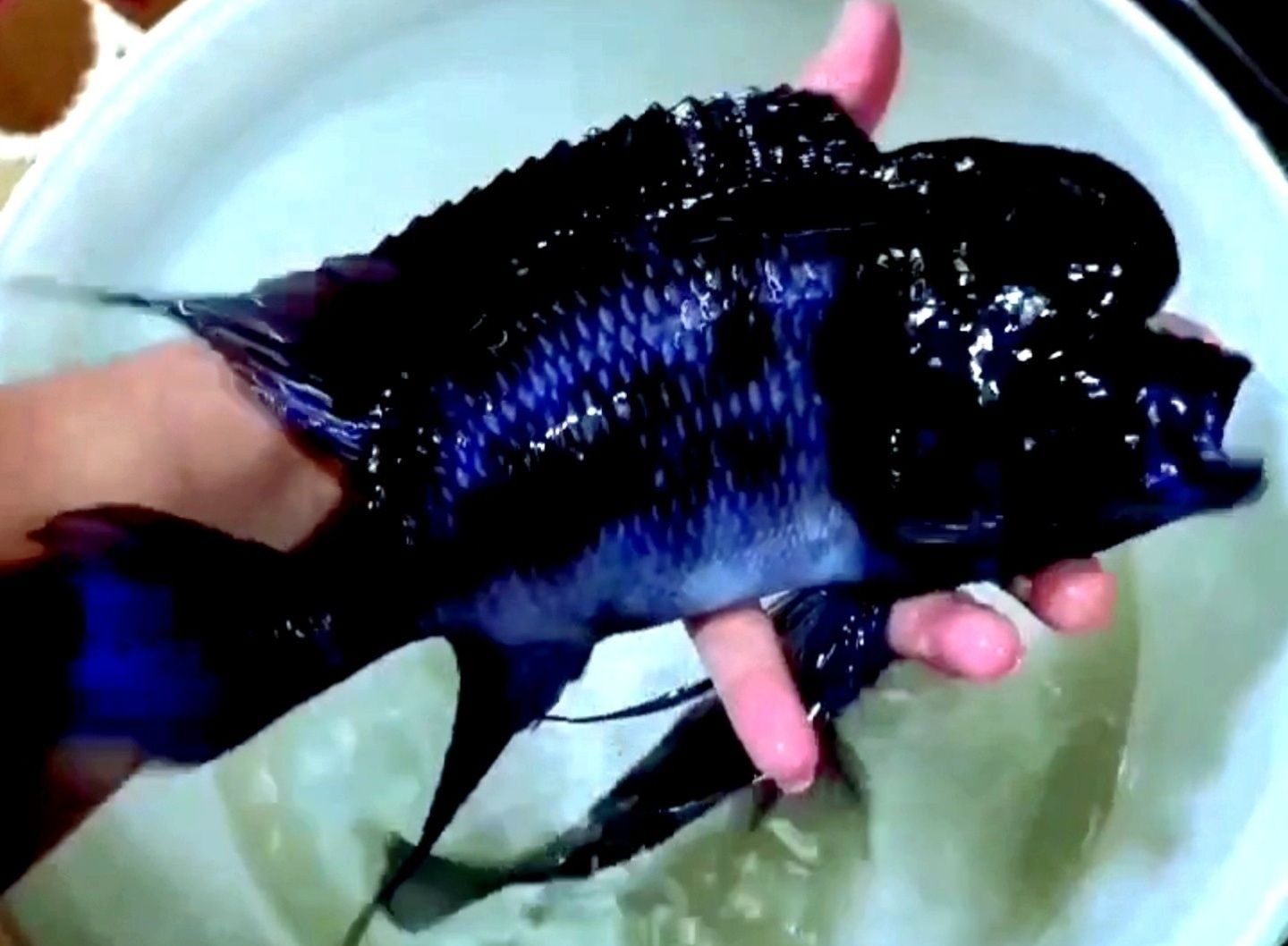 Продам мальков Cyphotilapia Frontoza Black Widow.