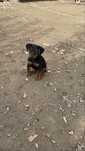 Jagd terrier par scurt