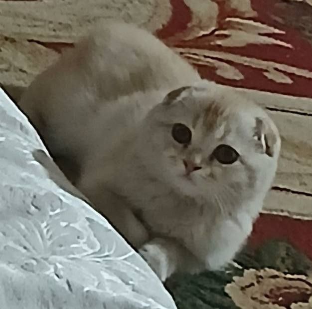 Mushuk sotiladi juda quvnoq juda shoh