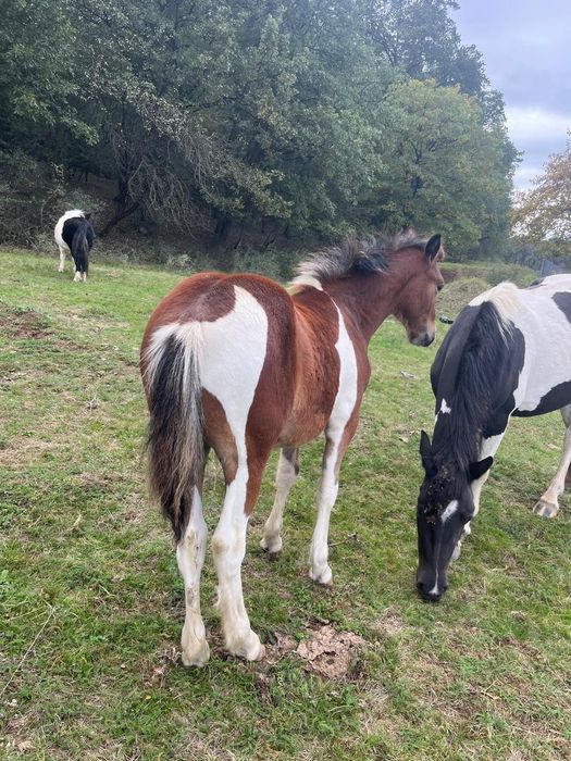 Vând 2 manji armăsari tarcati și o manza tarcată