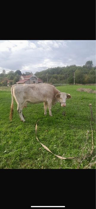 Vand vaca de tinut , buna de lapte de 6 ani