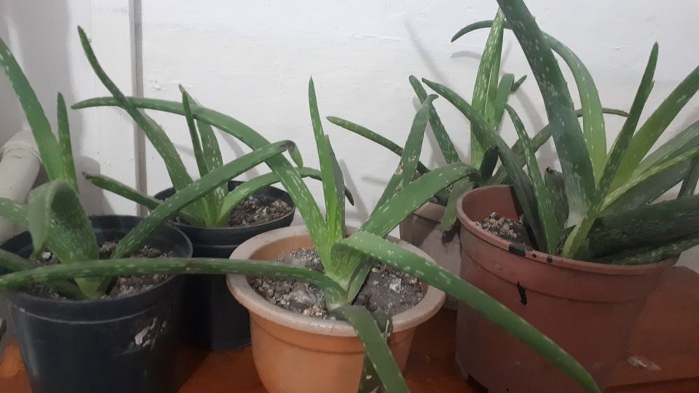 Комнатные растения олой вера.