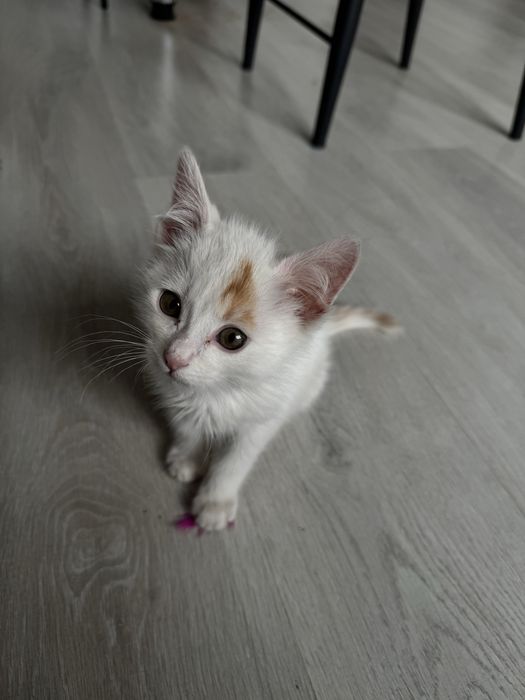 Отдаём котёнка в добрые и заботливые руки