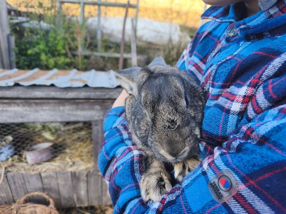 Vând iepuri pentru ținut sau tăiat