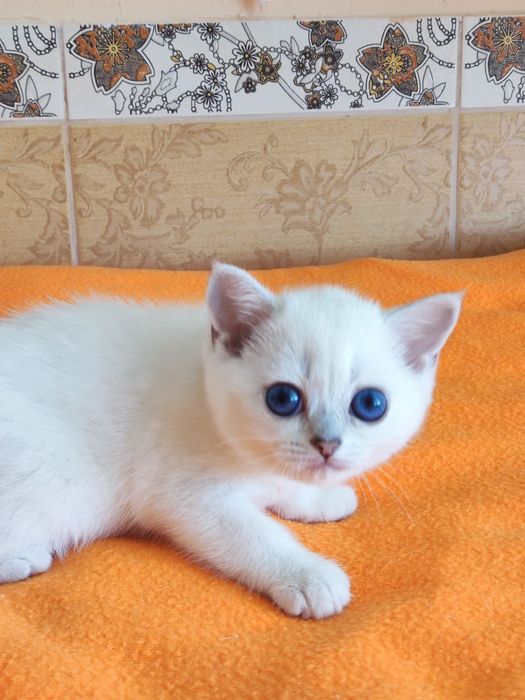 British shorthair NS 11 33   femela.