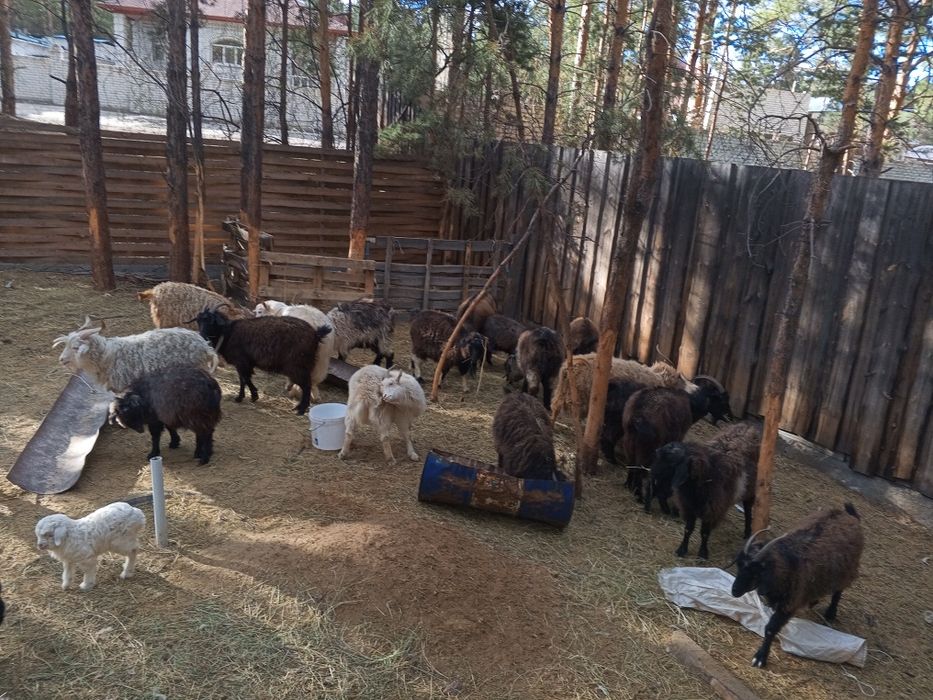 Продам коз  – хорошие для разведения и хозяйства