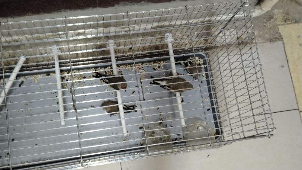 Sava qush satiladi suro'chni