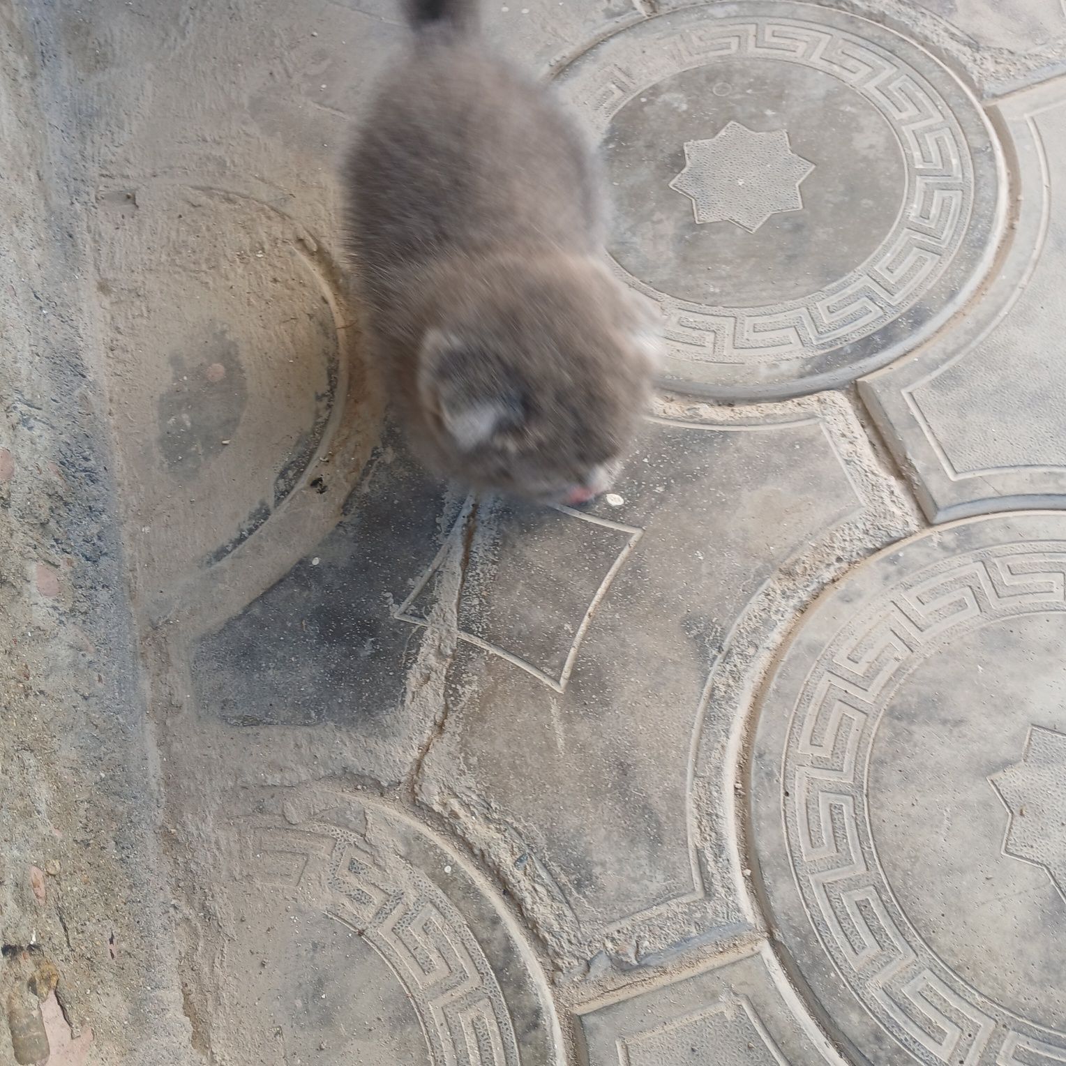 Котенок породистый