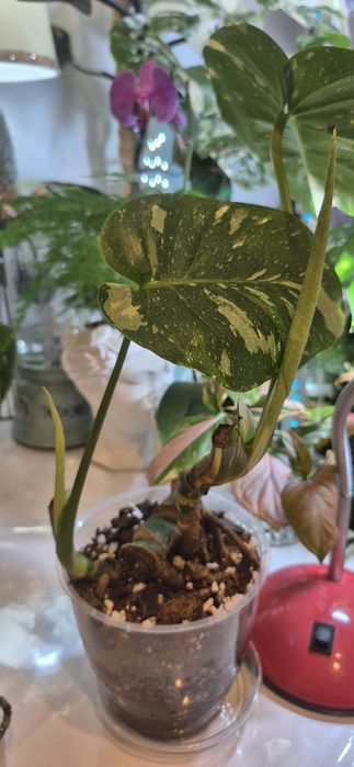 Monstera Thai Constallation/plante apartament/philodendron