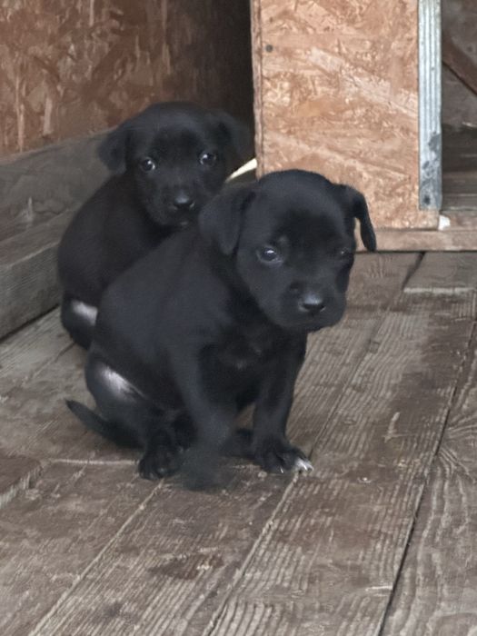 Oferim spre adopție 8 pui de căței