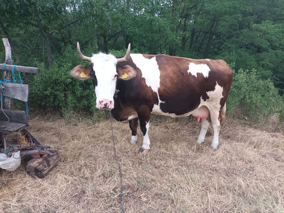 vând vaci gestante și taur