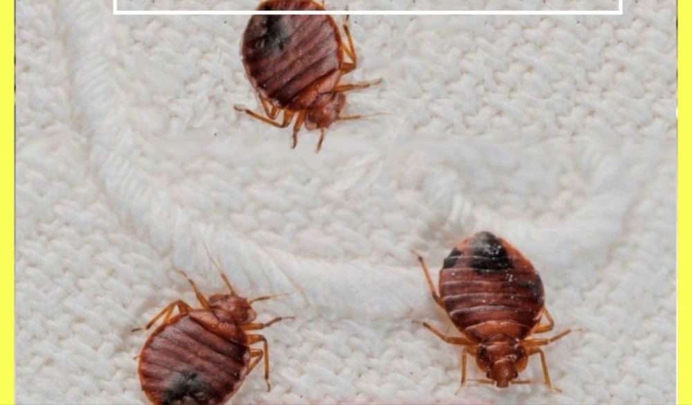 Дезинфекция тараканов клопов МЫШЕЙ