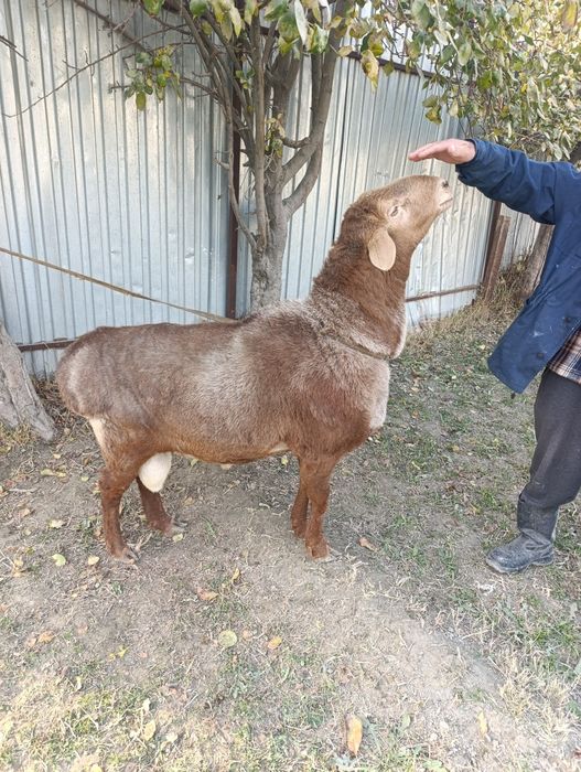 Хисори кучкор сотилади