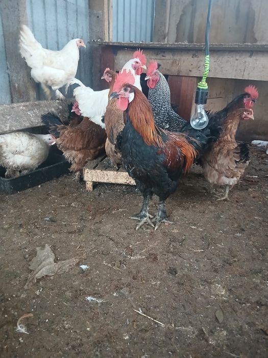Продам кур и петухов