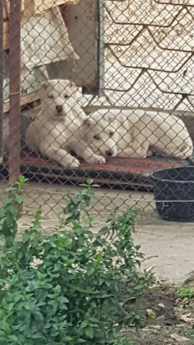 Продаю среднеазиатскую Алабай