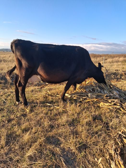 Vând vaca gestanta in 8 luni