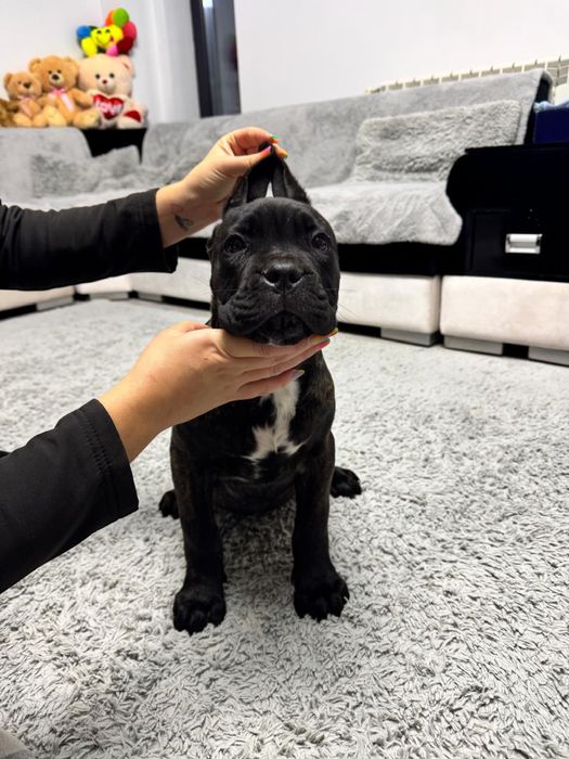 Cane corso cu pedigree!!