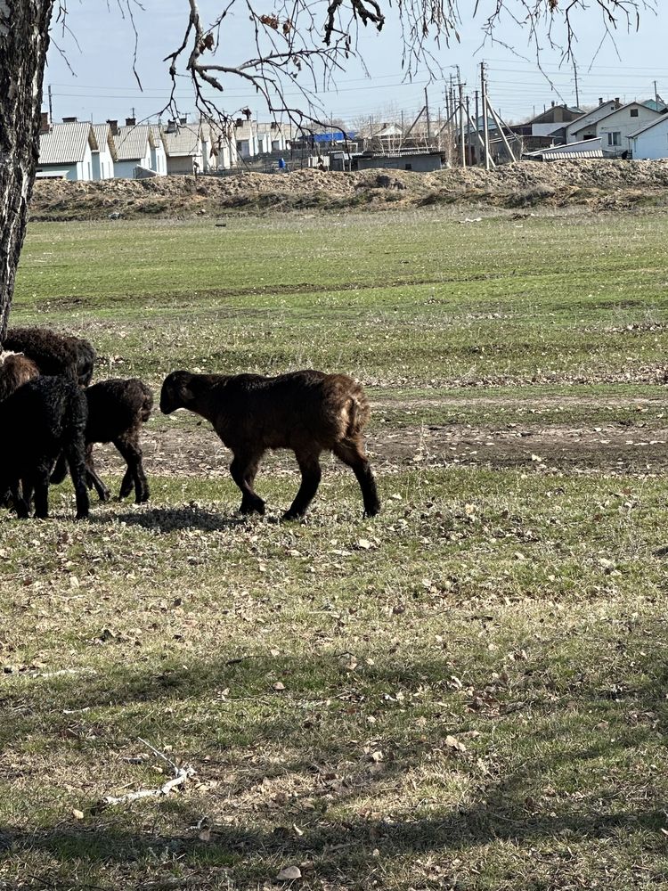 Продам оптом гиссарских овец