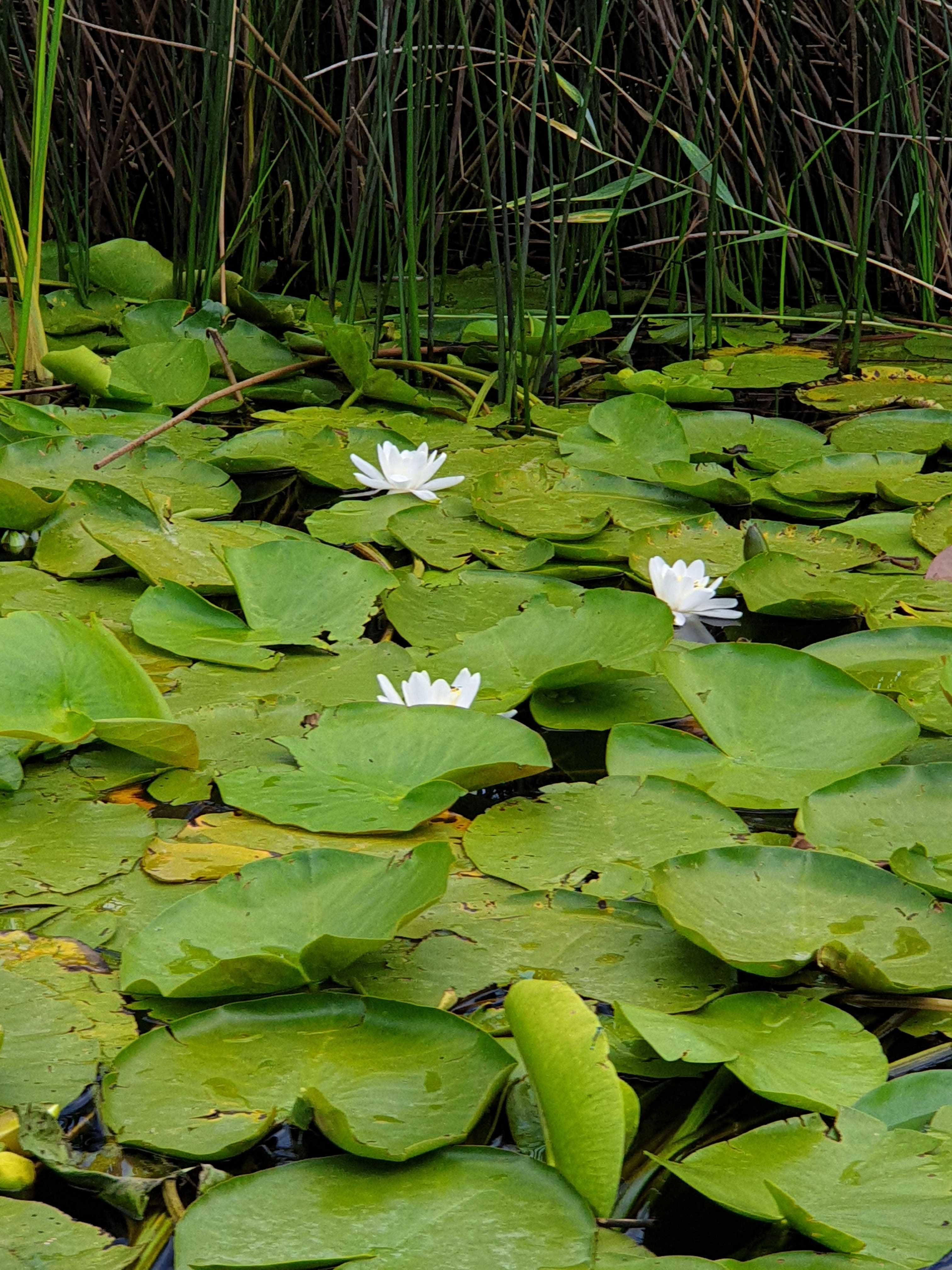 excursii delta dunarii , pescuit sportiv