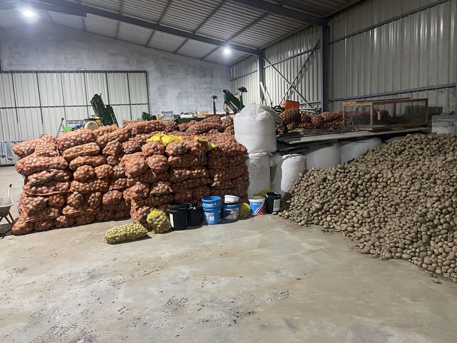 Cartofi consum,belarosa,captiva,arizona