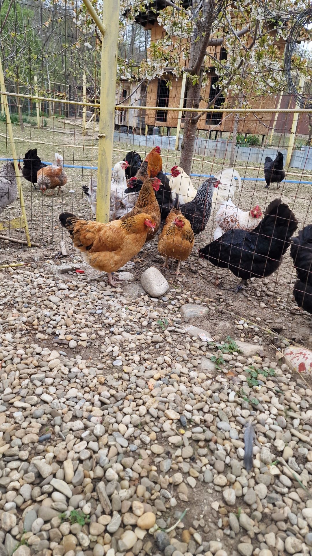 Ouă proaspete de țară din găini crescute în libertate de vânzare 1.20