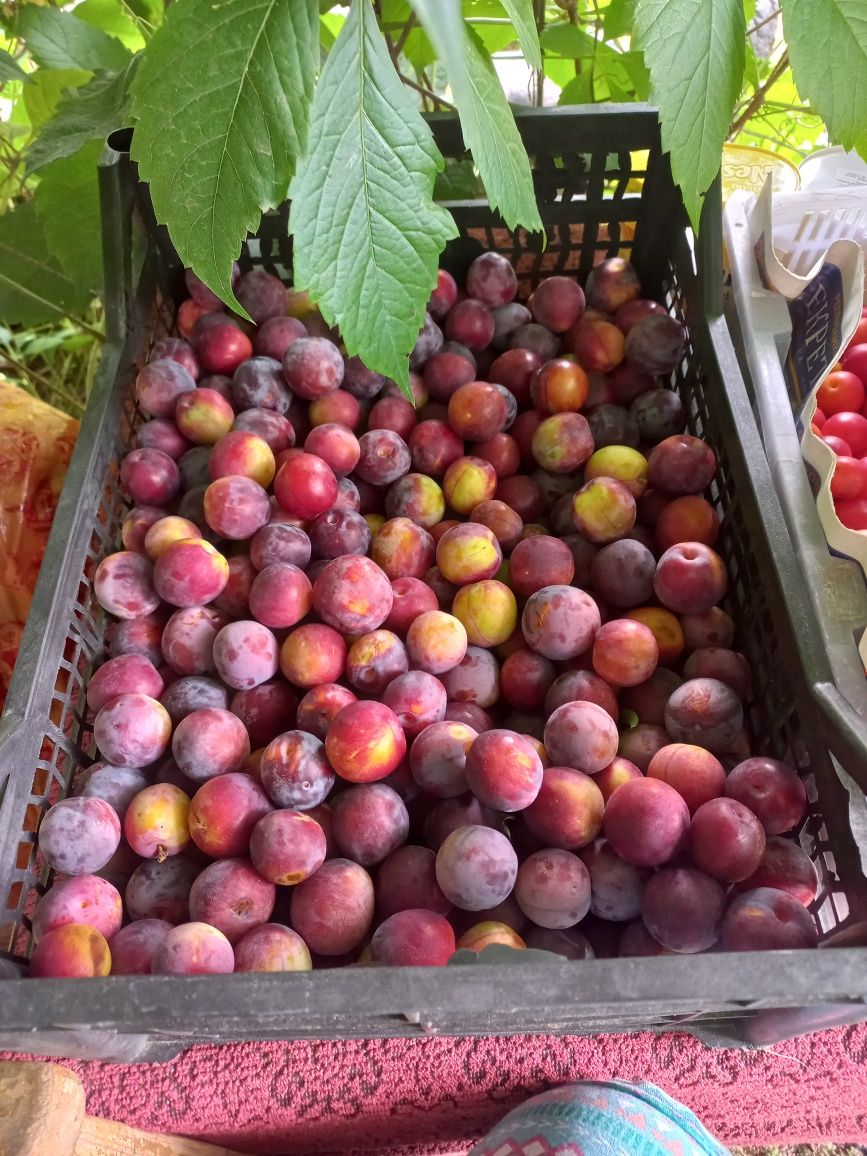 Продам летнюю дачу.Садовое общество Кленок 1.