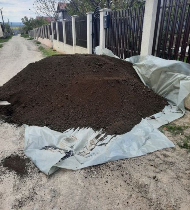 Pamant negru (vegetal)