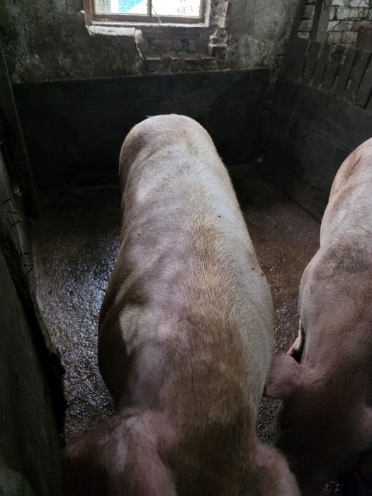 Продавам големи прасета за коледа