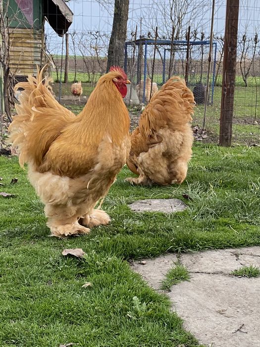 Vand schimb cocoș  rasa Conchinchina si pui de anul acesta .