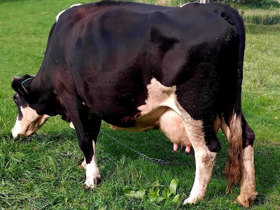 Vand vaca buna de lapte