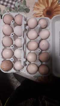 Vănd ouă  bio pentru  consum