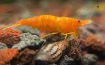 20+8 gratis Neocaridina Orange Sakura creveti, melci, conuri arin