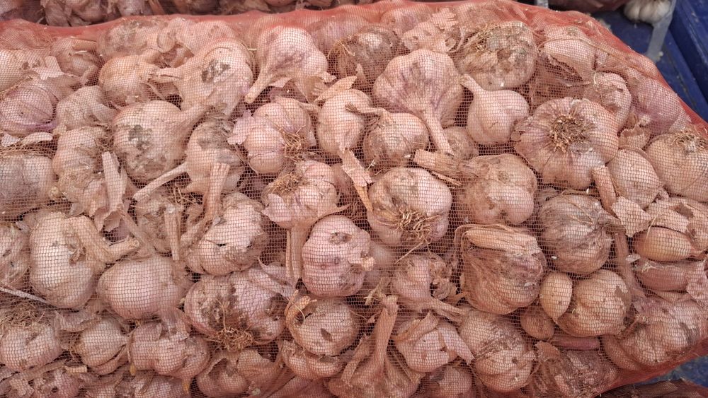 Sarimsoq piyoz, chesnok