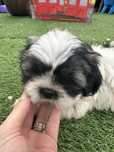 shih tzu de vanzare