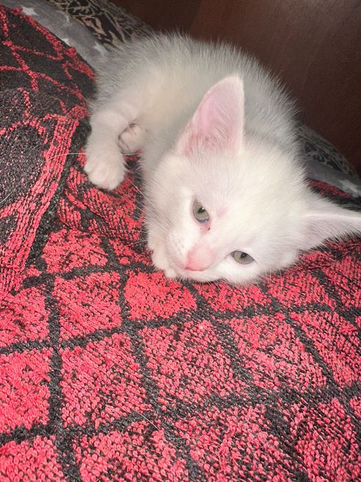 Белый Котёнок Девочка