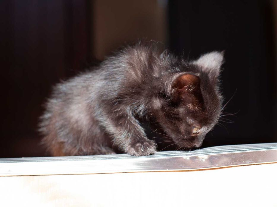 Котенок (мальчик) в хорошие руки