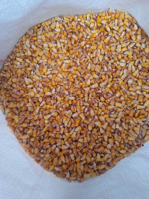 Transport gratuit porumb cu 1.25 kg va servim