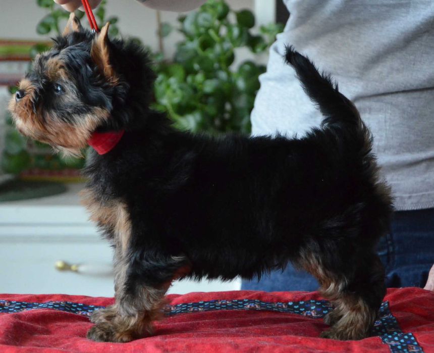 Yorkshire terrier