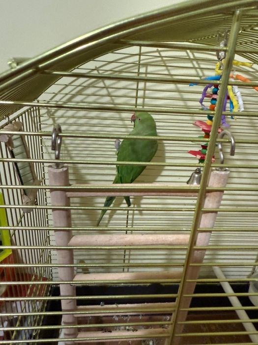 Micul Alexandru + Colivie